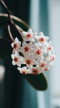 hoya plant in bloom vertical minimal image
