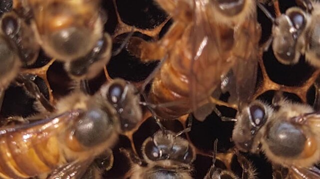 bees