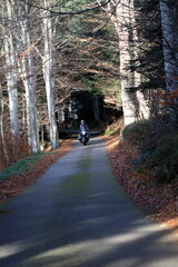 Motards sur une route foresti&egrave;re