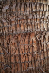 D&eacute;tail tronc de palmier