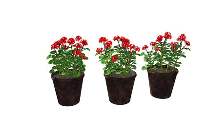 植木鉢に植えた赤い花が並んでいる、白背景のイラスト