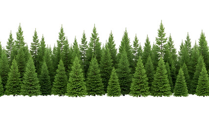 Fototapeta premium Dense row of evergreen trees on white background