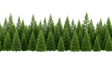 Dense row of evergreen trees on white background