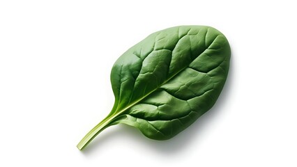 Fototapeta premium Vivid, single spinach leaf, vibrant green with textured surface, isolated on white background, showing stem, with subtle shadow