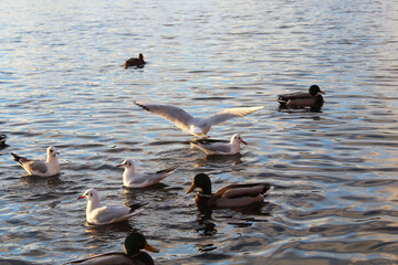 wild ducks and albatross gulls on the lake