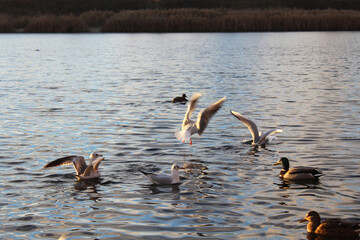 wild ducks and albatross gulls on the lake