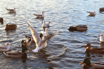wild ducks and albatross gulls on the lake