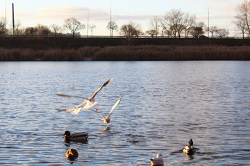 wild ducks and albatross gulls on the lake