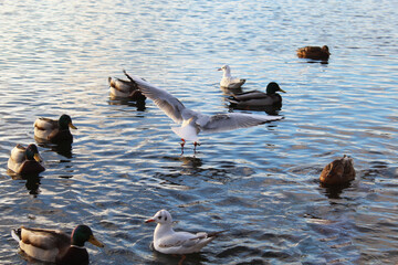 wild ducks and albatross gulls on the lake