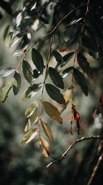 A serene close-up of leaves swaying gently in the breeze, capturing the tranquility of nature from a subtle viewpoint.