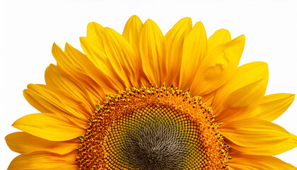 Sunflower Isolated On Transparent Background