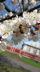 Close-up of a bee collecting nectar on a blooming cherry blossom in spring under sunny weather. Perfect for nature, spring, gardening, and pollination themes.