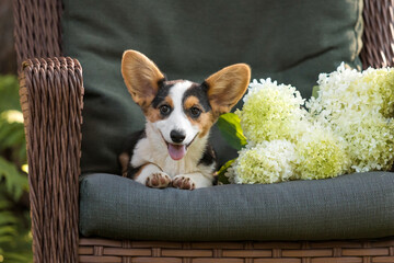 Corgi Dog in on a couch with Hydrangeas