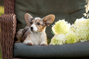 Corgi Dog in on a couch with Hydrangeas