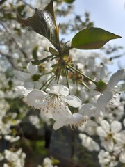 Vibrant cherry tree blossoms in full bloom under bright spring sunlight. Ideal for nature, gardening, seasonal, and floral-themed projects.