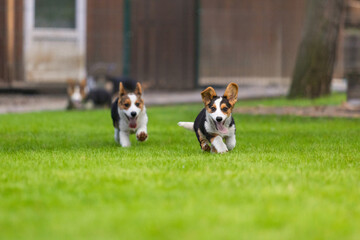 Welsh Corgi Puppies Playing on Grass with Trees Background