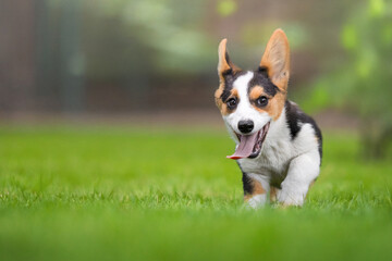 Corgi Dog Running on Green Grass in Park