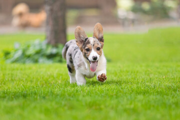 Corgi Dog Running on Green Grass in Park