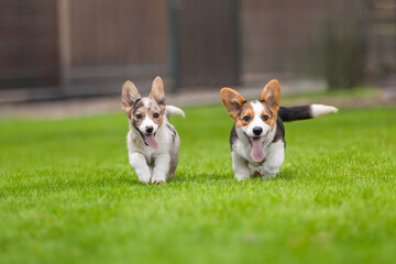 Welsh Corgi Puppies Playing on Grass with Trees Background