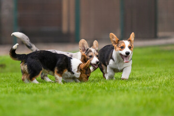Welsh Corgi Puppies Playing on Grass with Trees Background