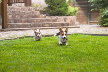 Welsh Corgi Puppies Playing on Grass with Trees Background