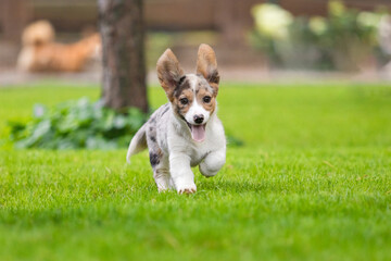 Corgi Dog Running on Green Grass in Park
