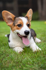 Corgi Dog Resting on Green Grass in Park