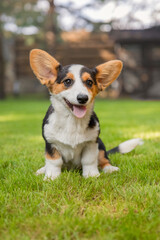 Welsh Corgi Sitting on Green Grass in Park