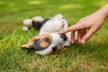 Person Petting Corgi Dog Lying on Green Grass
