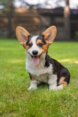 Welsh Corgi Sitting on Green Grass in Park