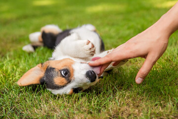 Person Petting Corgi Dog Lying on Green Grass