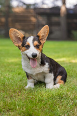 Welsh Corgi Sitting on Green Grass in Park