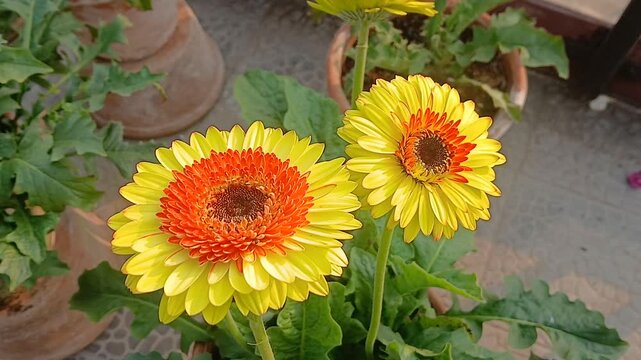 Closeup video of  Zinnia elegans