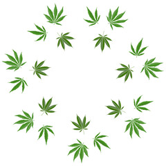 Vector illustration of cannabis leaves arranged in a dense double circular wreath on a white background, ideal for medical cannabis, cbd branding, packaging, labels, wellness and pharmacy design.
