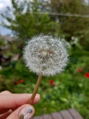 Close-up of a bright yellow dandelion flower in a natural setting. Perfect for nature, spring, and floral-themed projects.
