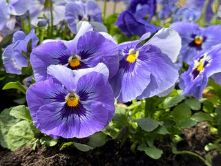 Viola violet pansy flowering plant. 