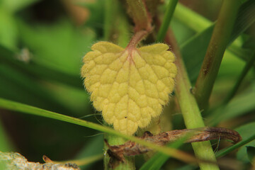 greater quaking grass plant macro photo