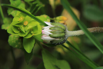 sunny white daisy flower macro	