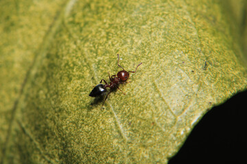 Black carpenter ant macro photo	
