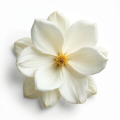 Fototapeta premium White flower with yellow center isolated on pure white background. Delicate petals open wide. Natural floral beauty perfect for design projects.