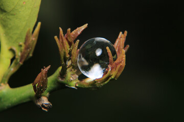 Macro photograph of a white water ball among the grass.