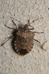 Halyomorpha Halys insect macro photo	
