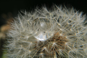 Macro photograph of a white water ball among the grass.