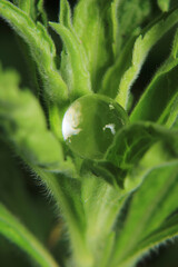 Macro photograph of a white water ball among the grass.