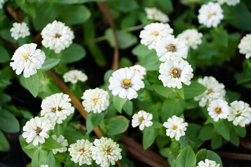 White star zinnia flowers with yellow centers blooming in clusters, surrounded by fresh green narrow leaves, symbolizing purity, simplicity, and natural garden beauty in soft daylight.