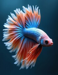 Fototapeta premium Siamese fighting fish swims gracefully with vibrant orange blue and white fins. This Betta splendens exhibits flowing tail movement against dark blue background. Pet fish explores water.
