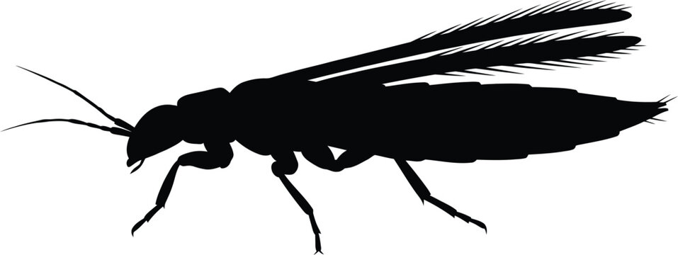 Thrip Silhouette Vector Illustration on White Background