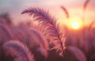 Pink fluffy grass plumes sway gently in soft sunset light. Warm golden sun shines on field of pampas grass. Blurred background shows peaceful natural landscape.