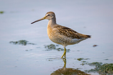 Short-billed Dowitcher shorebird standing in shallow water