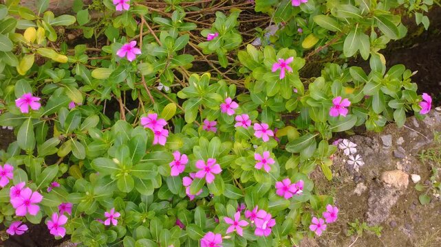 A vibrant patch of pink Madagascar Periwinkle (Catharanthus roseus) flowers with glossy green leaves grows beside a stone path in a lush, outdoor garden setting.
